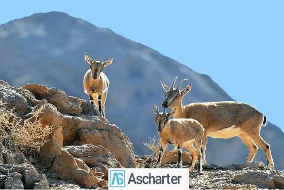 پوشش گیاهی جانوری فردوس