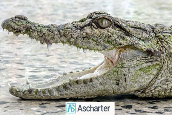 موزه زنده گاندوها