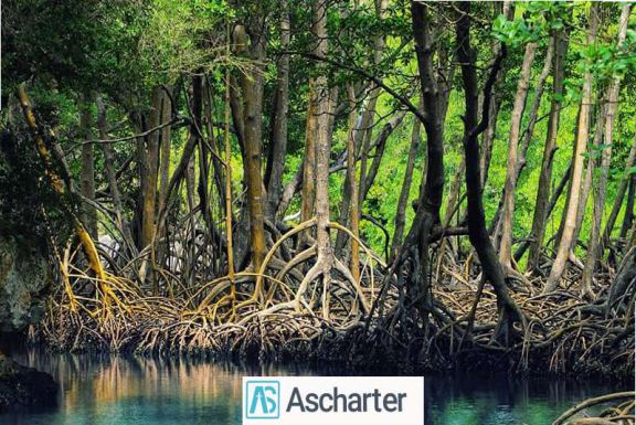 جنگل حرا چابهار