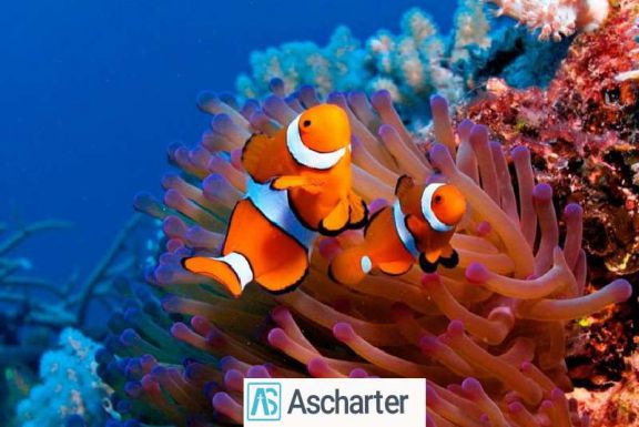 آکواریوم کیش